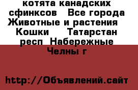 котята канадских сфинксов - Все города Животные и растения » Кошки   . Татарстан респ.,Набережные Челны г.